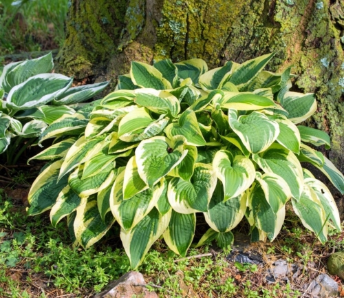 Stauden für den Schatten Blatt und Blüte unter Bäumen GartenFlora