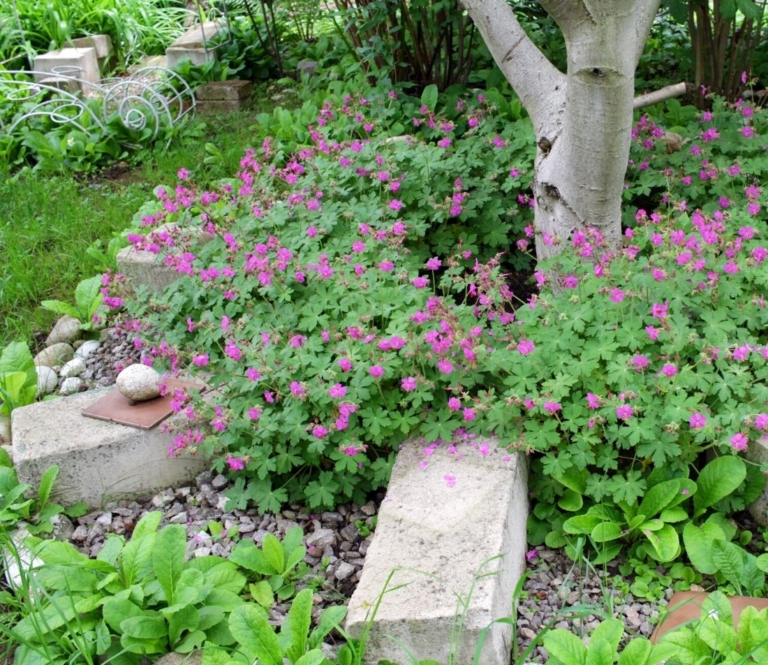 Stauden für den Schatten Blatt und Blüte unter Bäumen GartenFlora