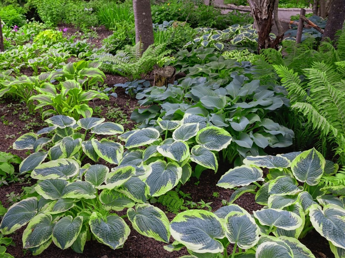 Stauden für den Schatten Blatt und Blüte unter Bäumen GartenFlora