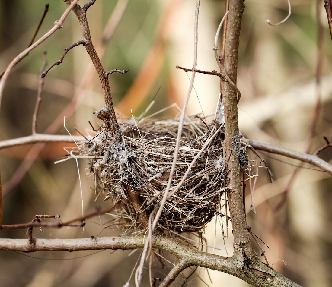 Wildstrauchhecke Foto: AdobeStock_boedefeld1969 