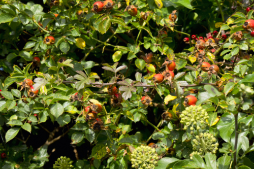 Wildstrauchhecke