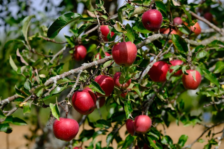 Bodenmüdigkeit Obstbäume nacheinander pflanzen GartenFlora