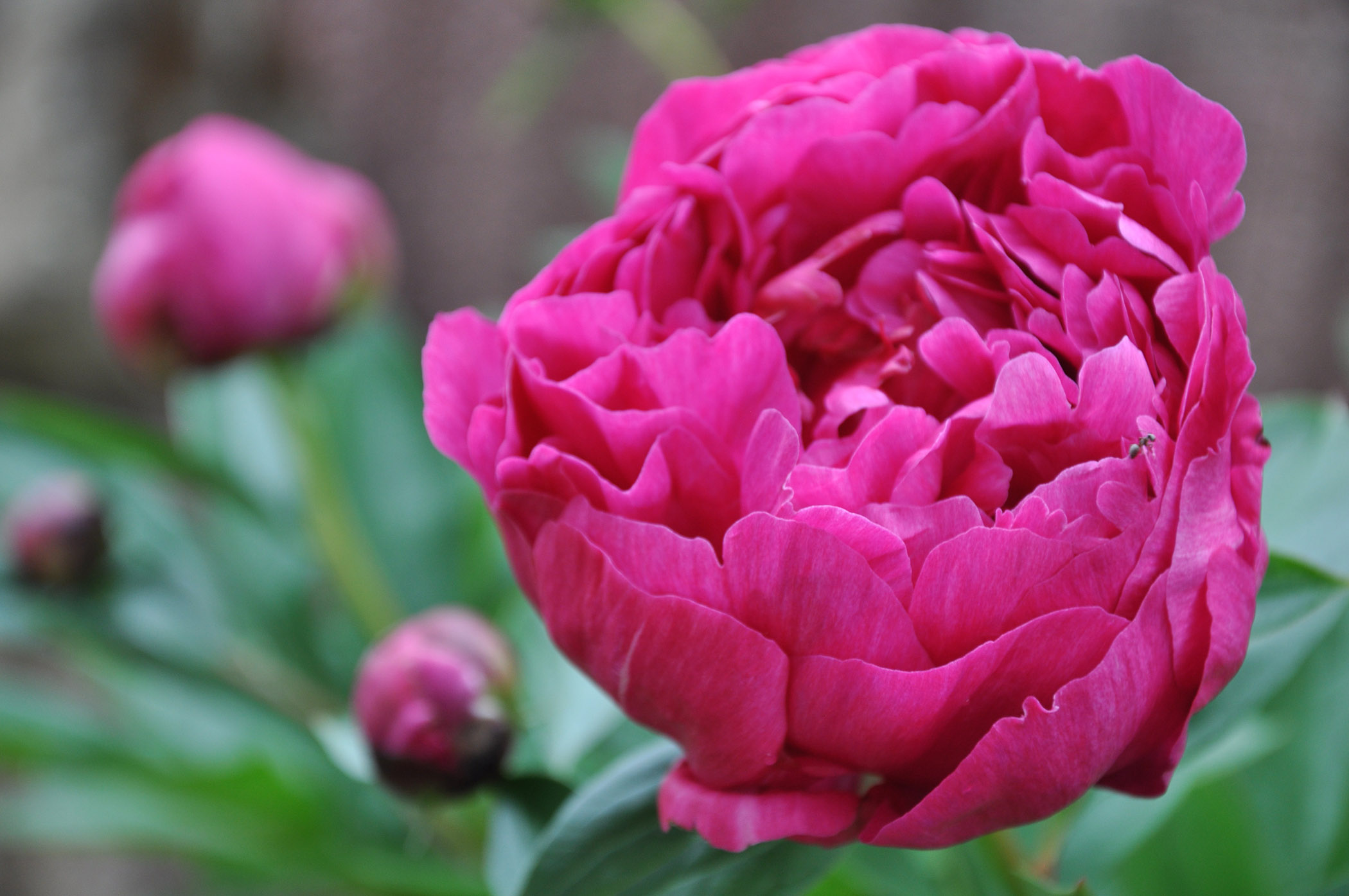 Pfingstrosen pflanzen So gedeihen Päonien prächtig GartenFlora