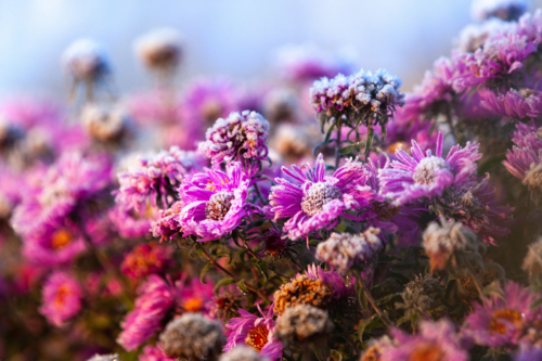 Pinkblütige, mit Frost bedeckte Astern. Foto: AdobeStock_Mysh