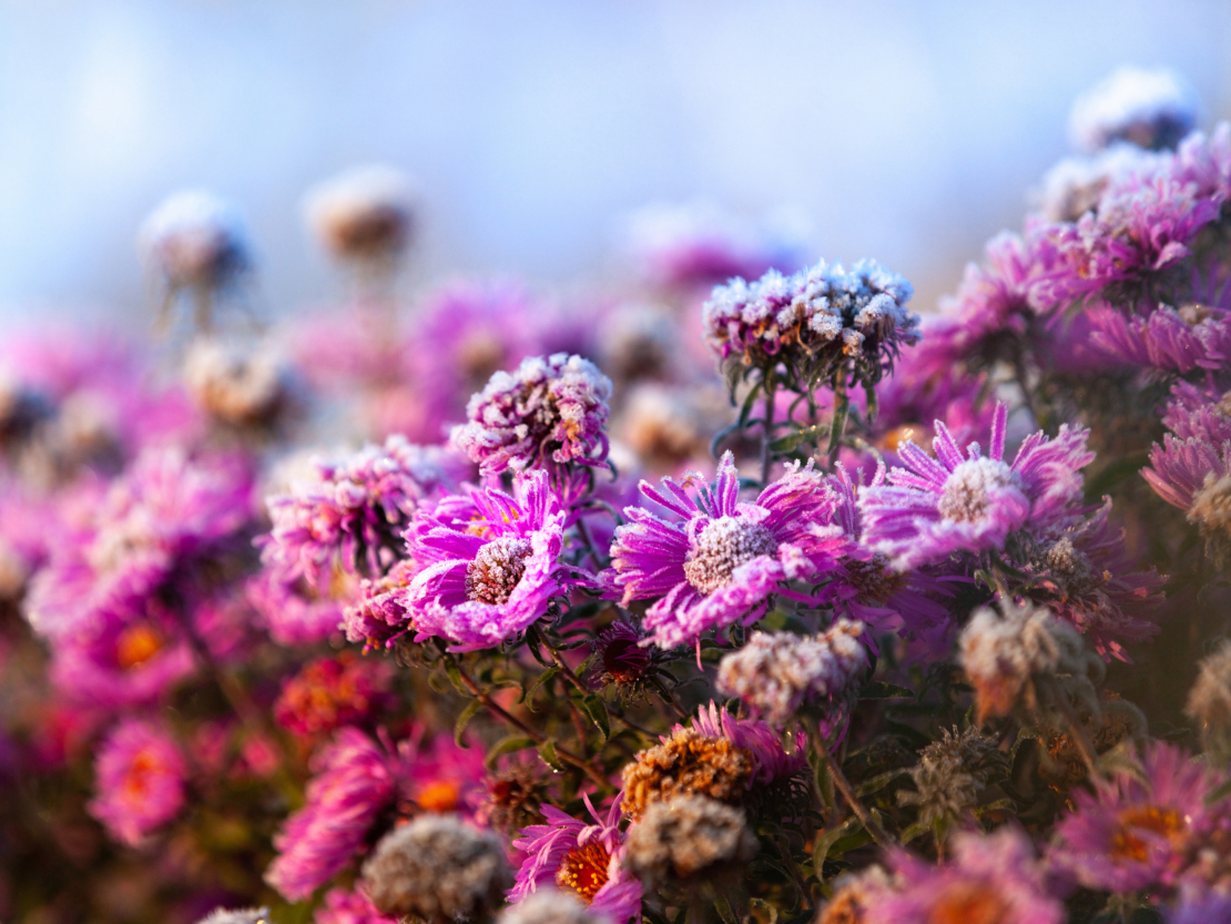 Sind Astern winterhart? Pflegetipps für Herbstastern GartenFlora