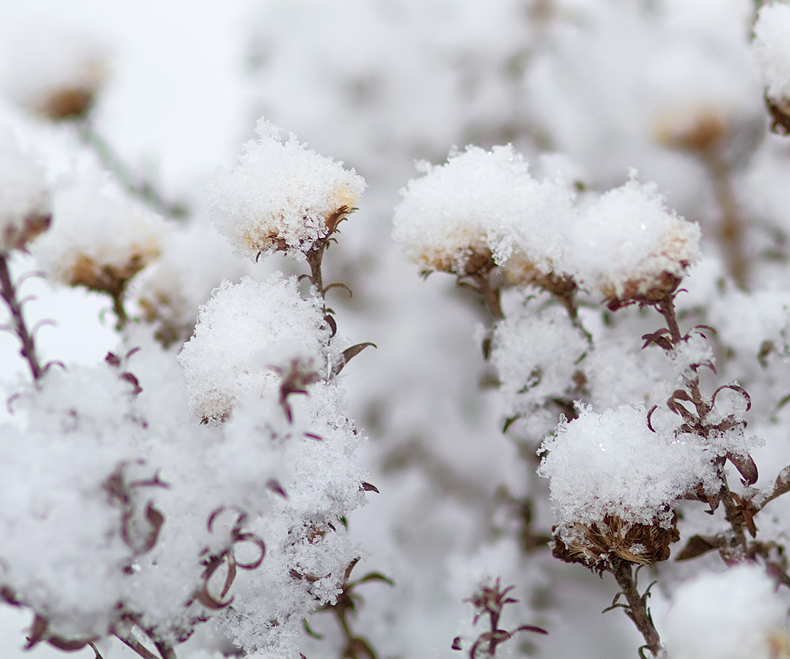 Sind Astern winterhart? Tipps zum Winterschutz GartenFlora