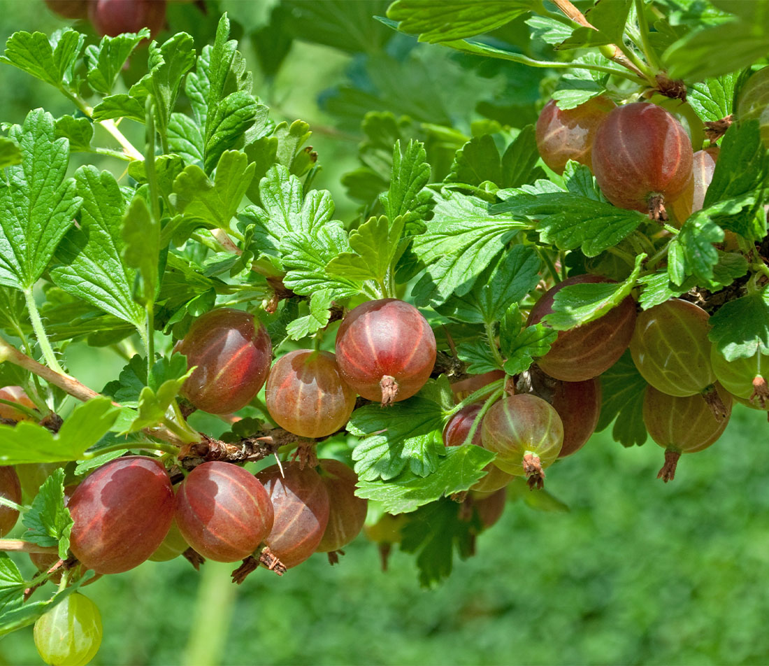 Beeren einkochen Foto: AdobeStock_M. Schuppich 