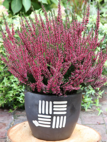 Calluna vulgaris 'Athene'