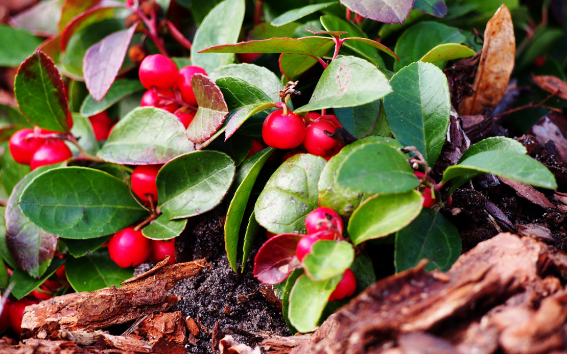 Rote Rebhuhnbeere, Gaultheria procumbens