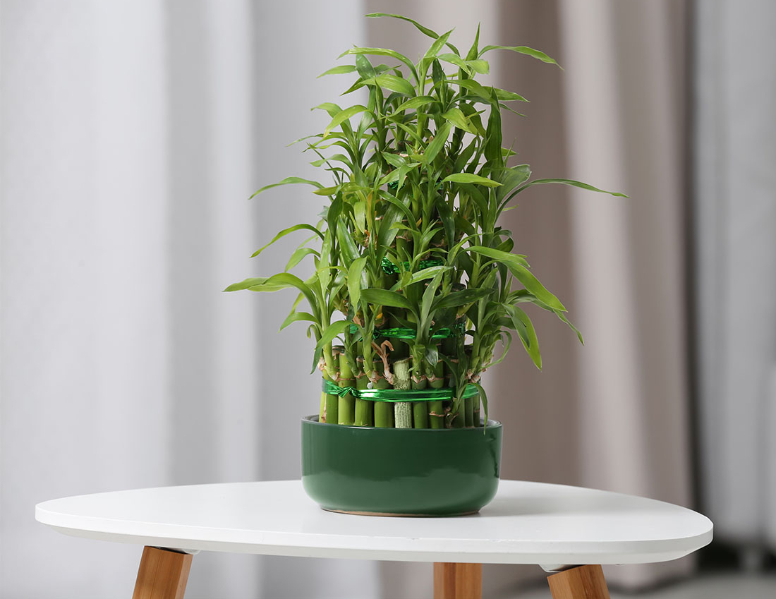 Bambus in Schüssel, Dracaena Sanderiana, Gluecksbambus in Schale