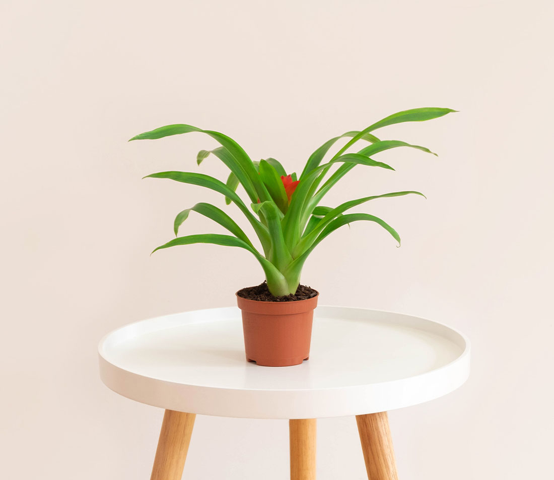 Guzmania Foto: AdobeStock_Elena