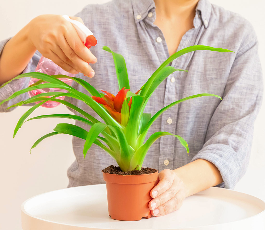 Guzmania Foto: AdobeStock__Elena