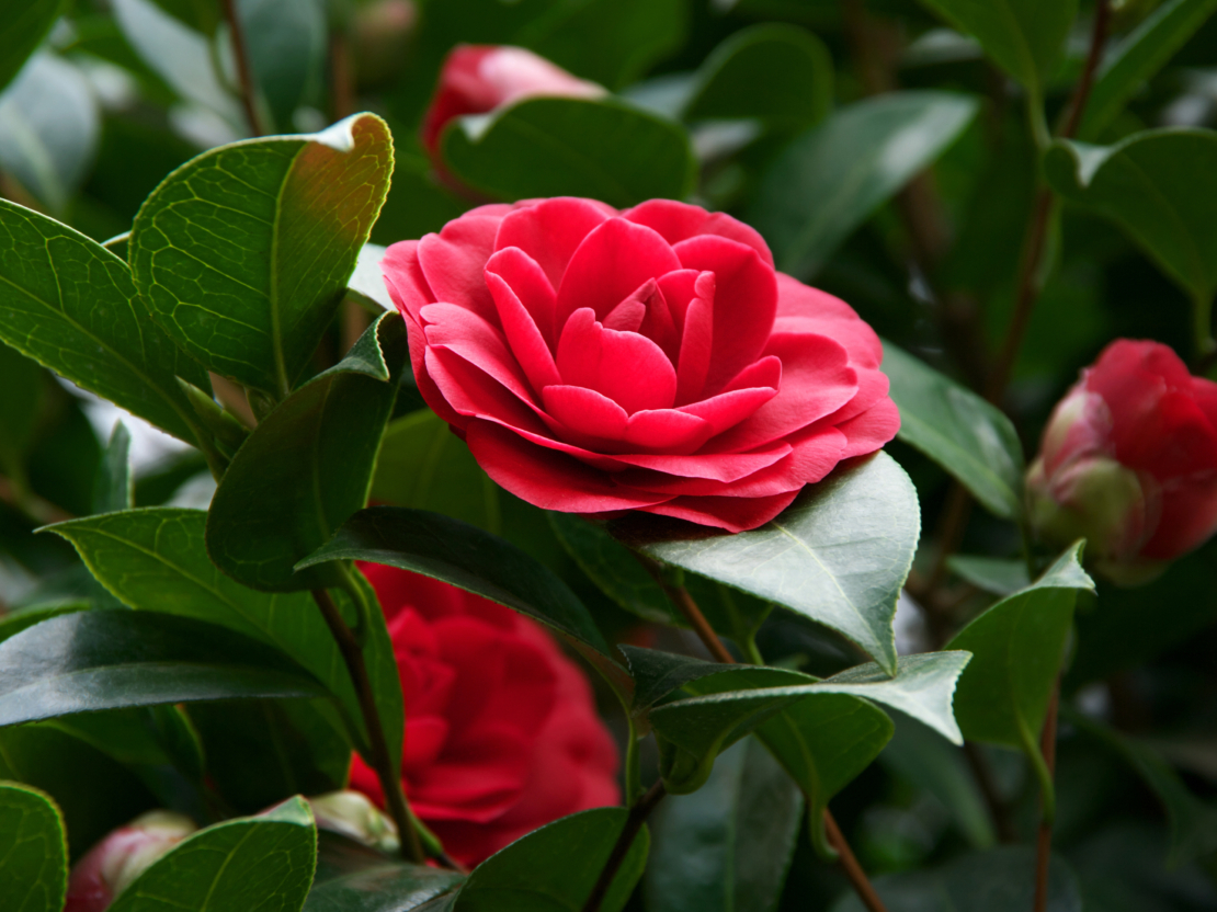 Kamelie traditionsreiche Kulturpflanze aus Ostasien GartenFlora