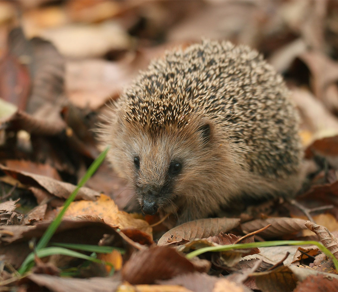 Naturgarten im Herbst Foto: AdobeStock_kichi