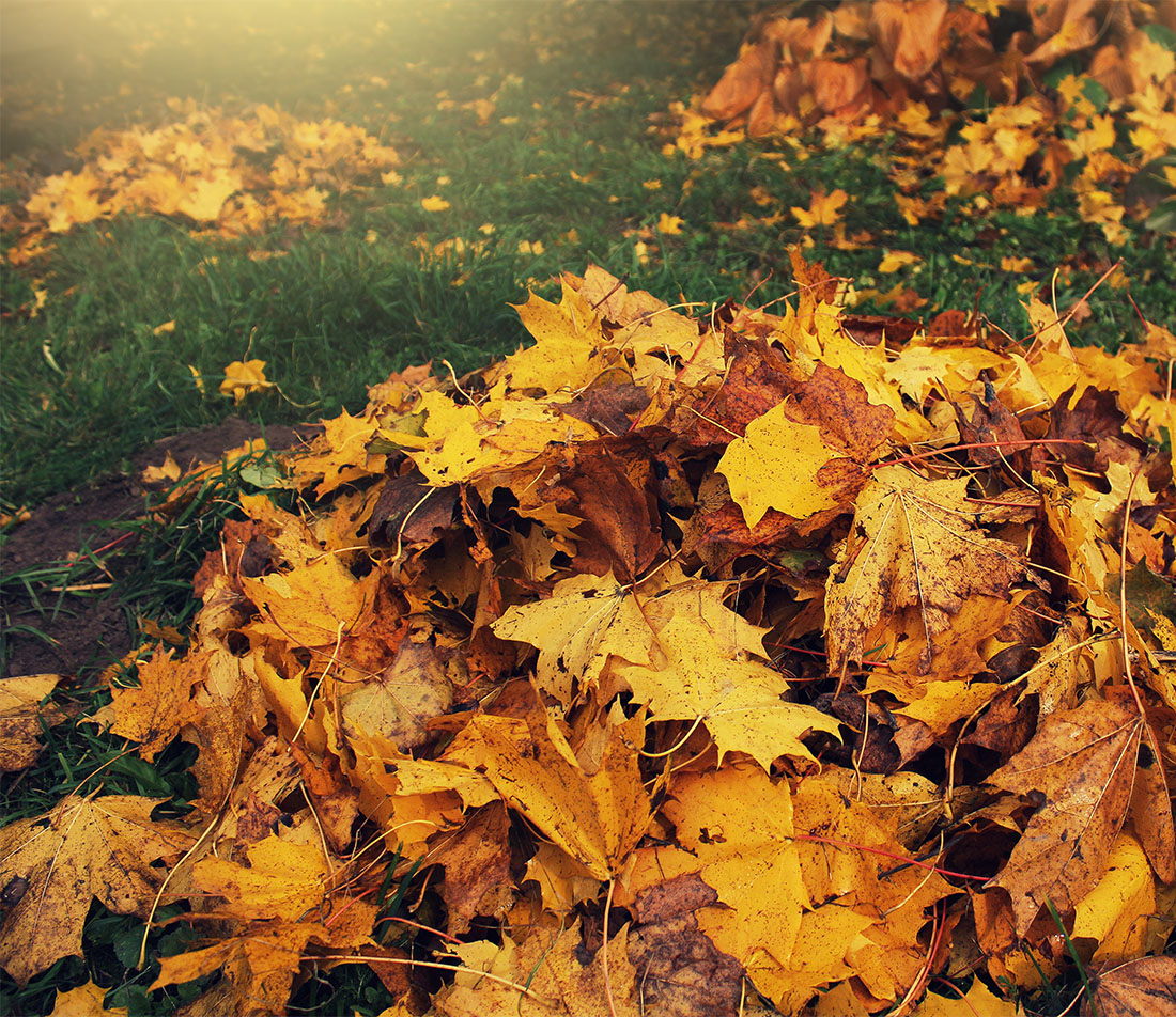 Naturgarten im Herbst Foto: AdobeStock_vaivirga 