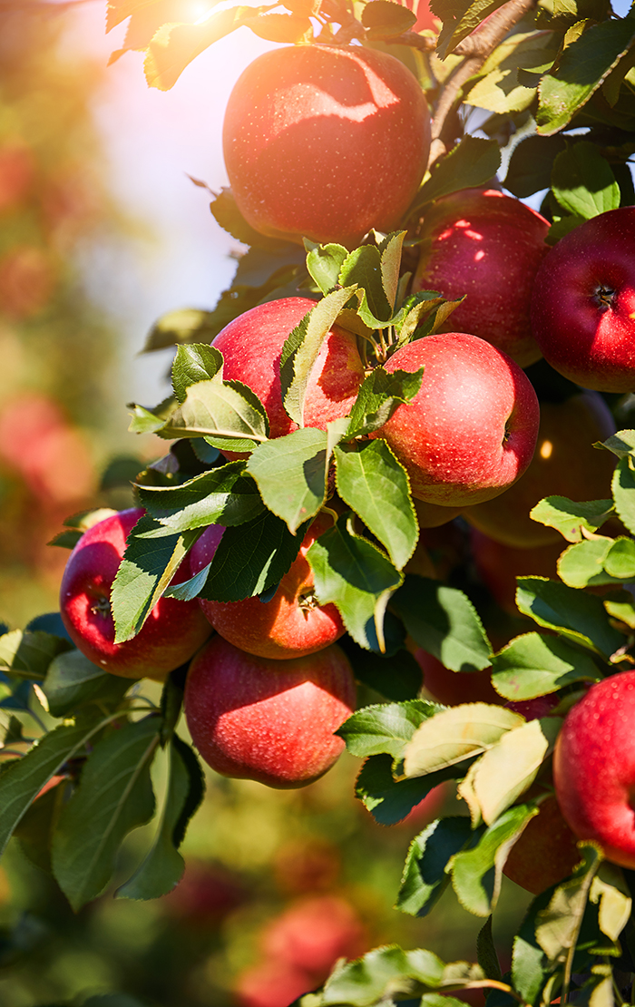 Rote Äpfel am Baum. Foto: AdobeStock_ZoomTeam