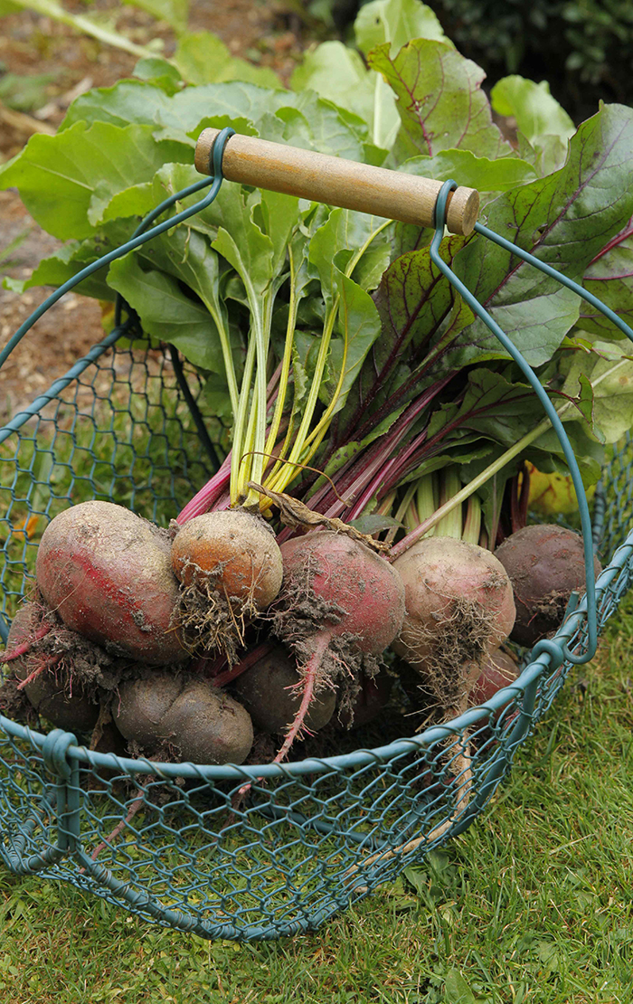 Geerntete Rote Beete in Drahtkorb. Foto: © GartenFlora/Sabine Rübensaat