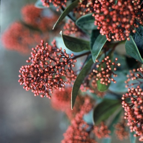 Skimmia japonica 'Rubella' 