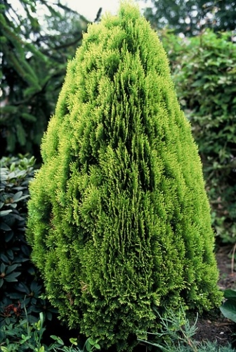 Lebensbaum, Thuja orientalis 'Conspicua' 