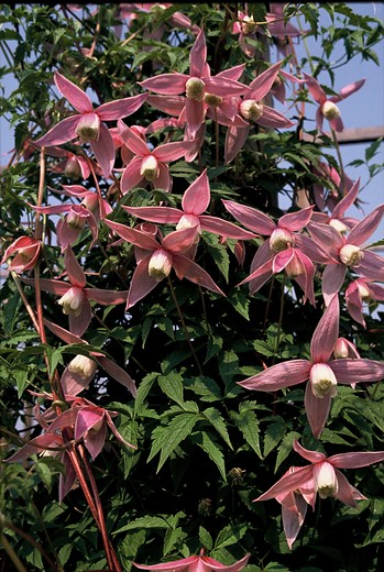 Clematis alpina 'Willy'