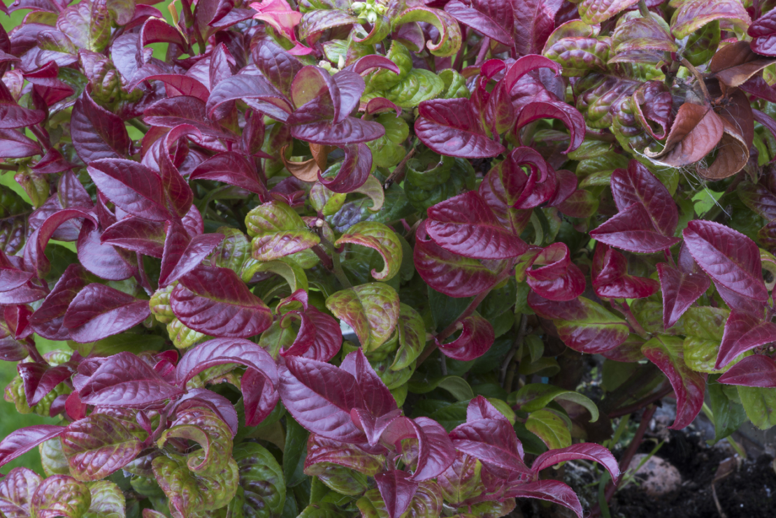 Leucothoe axillaris 'Curly Red' 