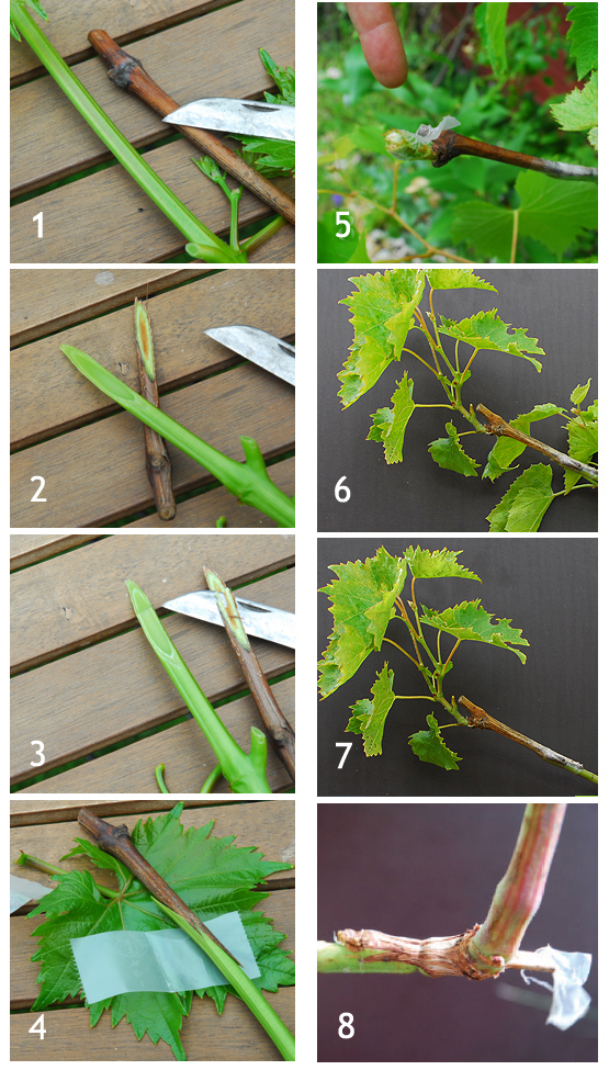 Rebstock umpfropfen in acht Schritten