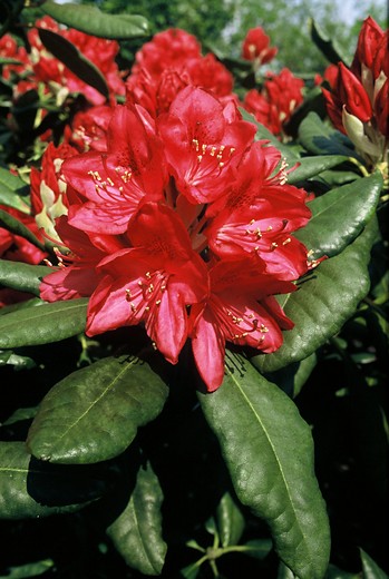 Rhododendron 'America'
