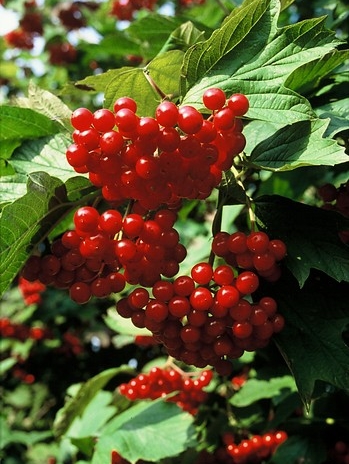 Viburnum opulus