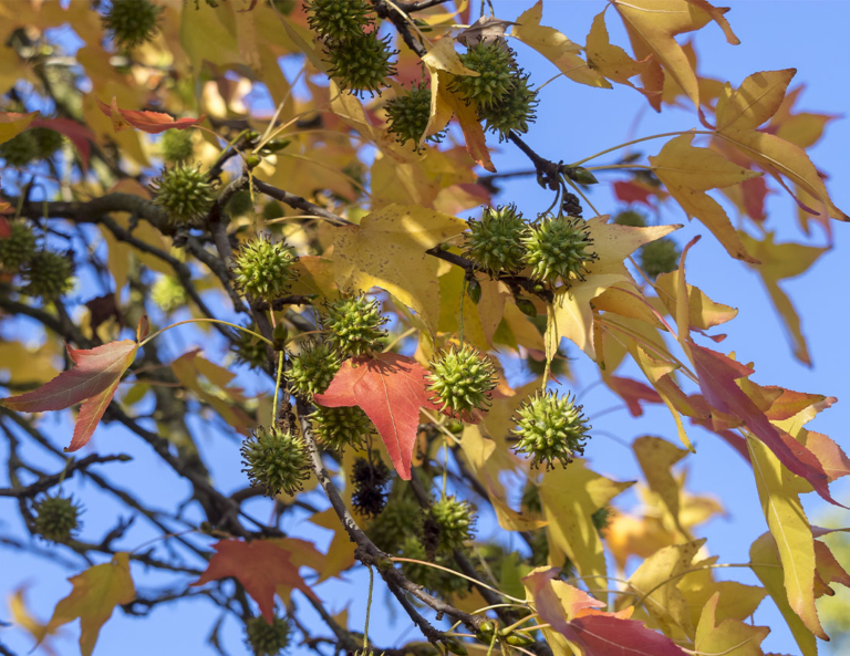 Amberbaum ein Baum wie ein Feuerwerk GartenFlora