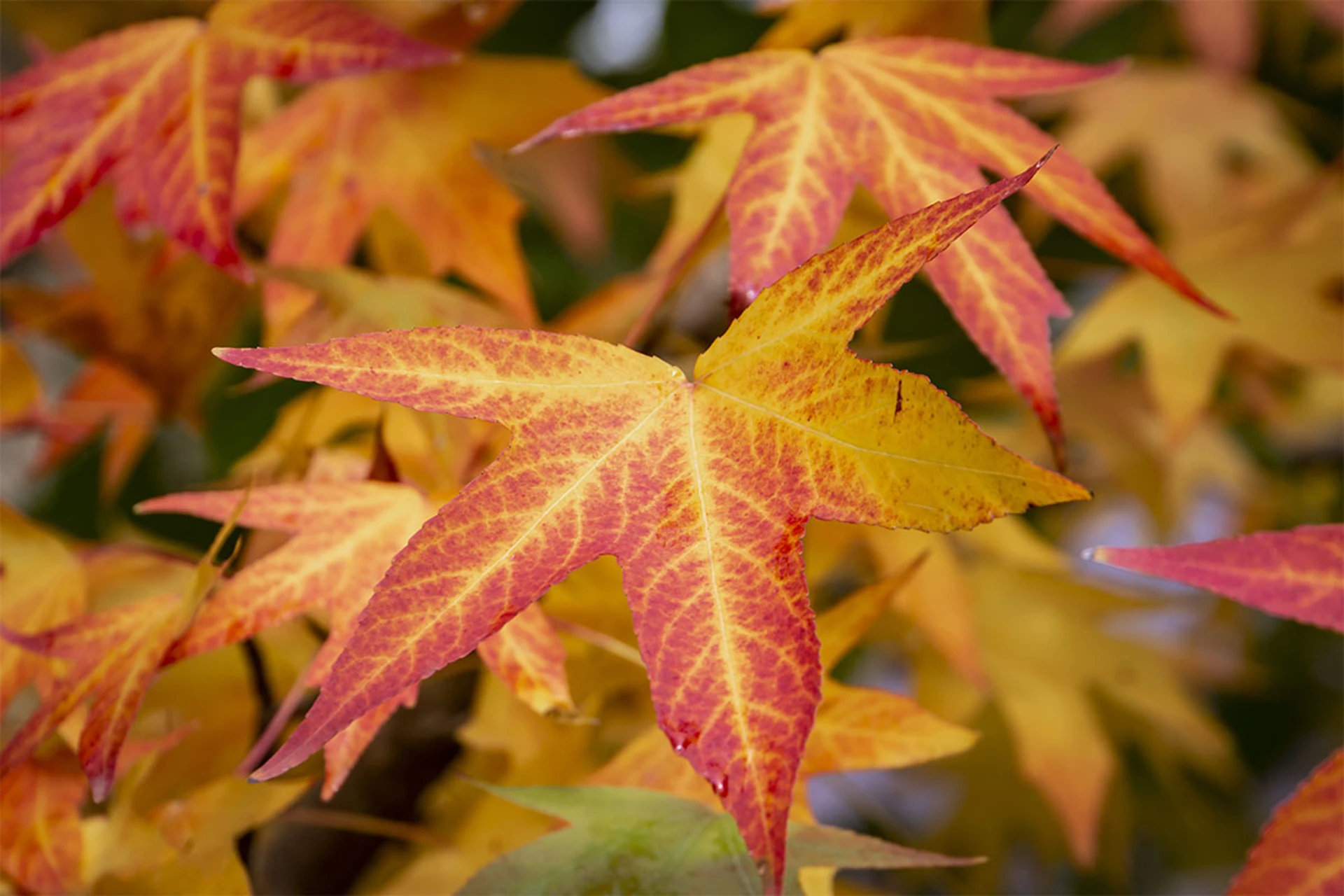 Amberbaum Wissenswertes zum Ziergehölz GartenFlora