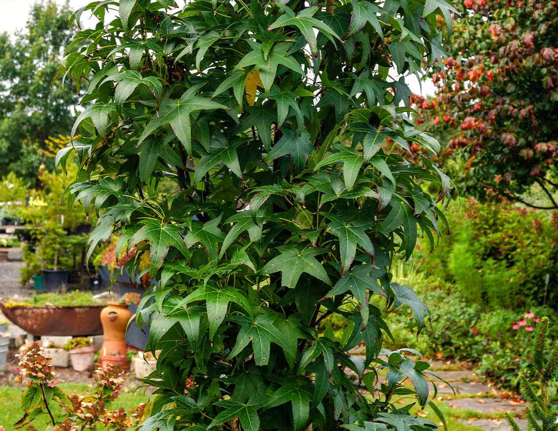 Amberbaum Säule Foto: AdobeStock_Nancy_J._Ondra