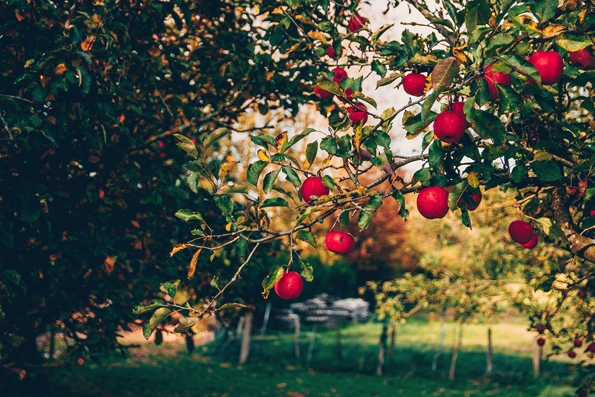 Apfelbaum Im Garten Pflanzen Apfelbaum pflanzen im November: Am besten wurzelnackt | GartenFlora