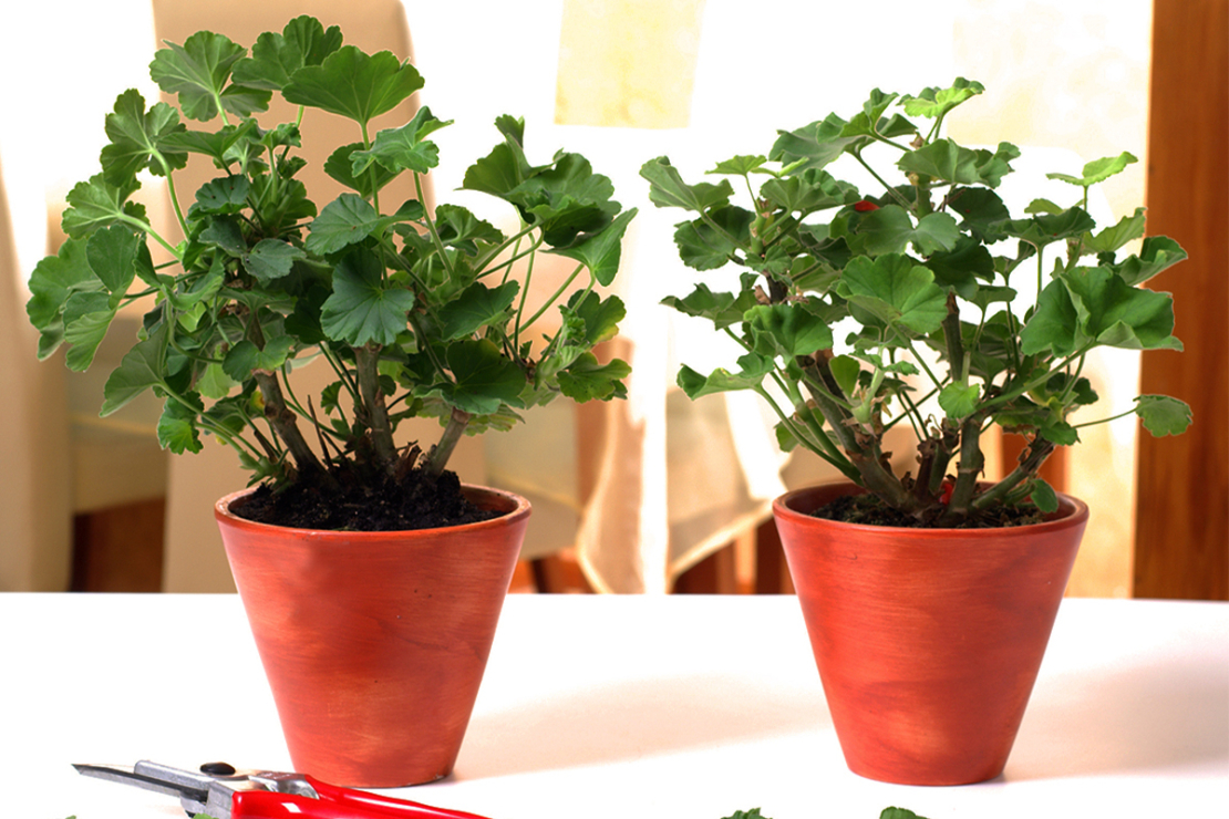 Geranien überwintern 3 bewährte Methoden GartenFlora