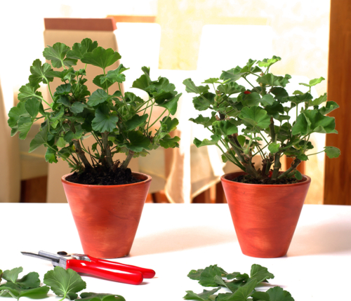 Geranien überwintern: 3 Methoden für einen Erfolg | GartenFlora