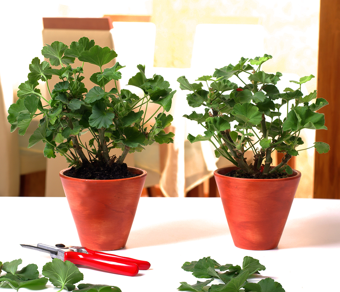 Geranien überwintern 3 Methoden für einen Erfolg GartenFlora