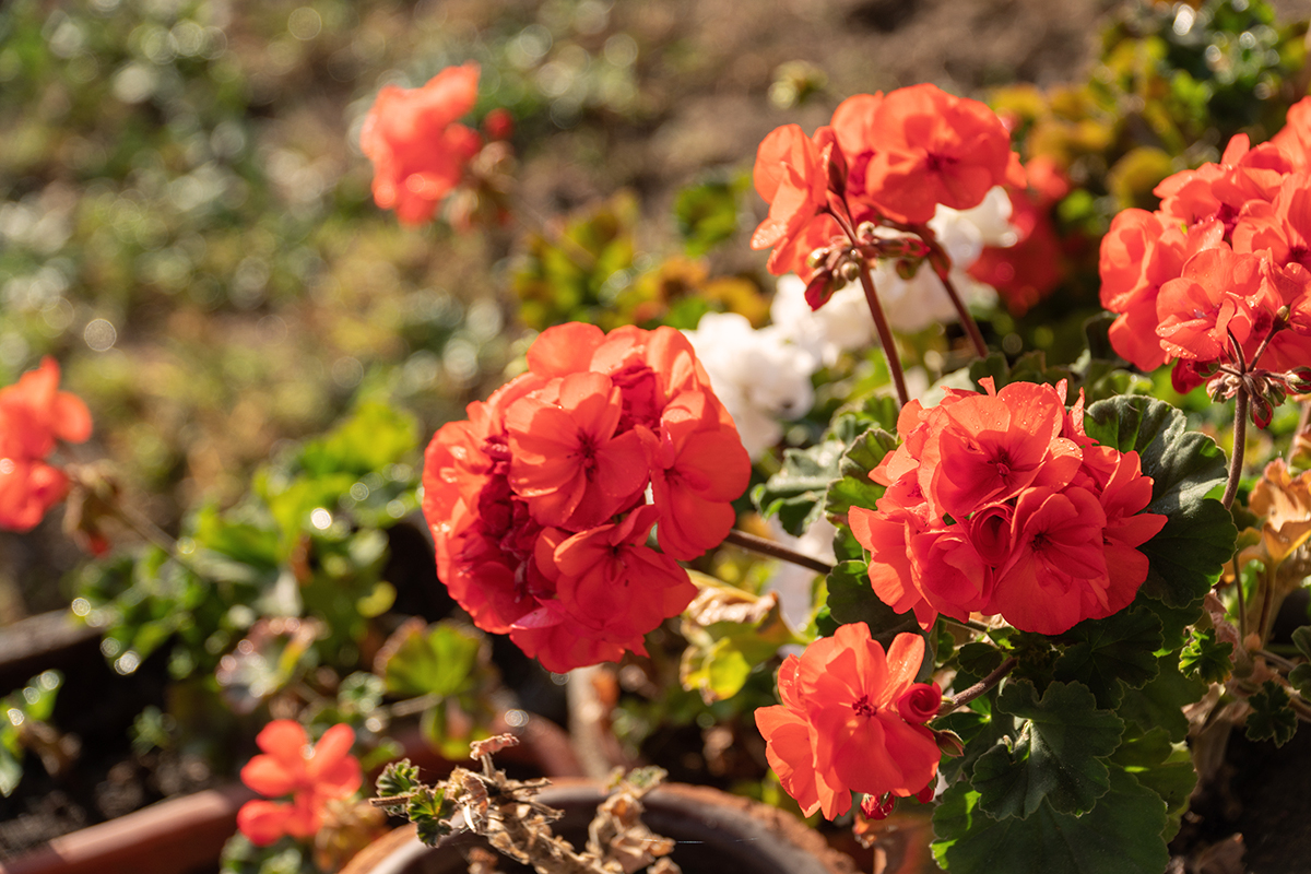 Geranien überwintern 3 Methoden für einen Erfolg GartenFlora