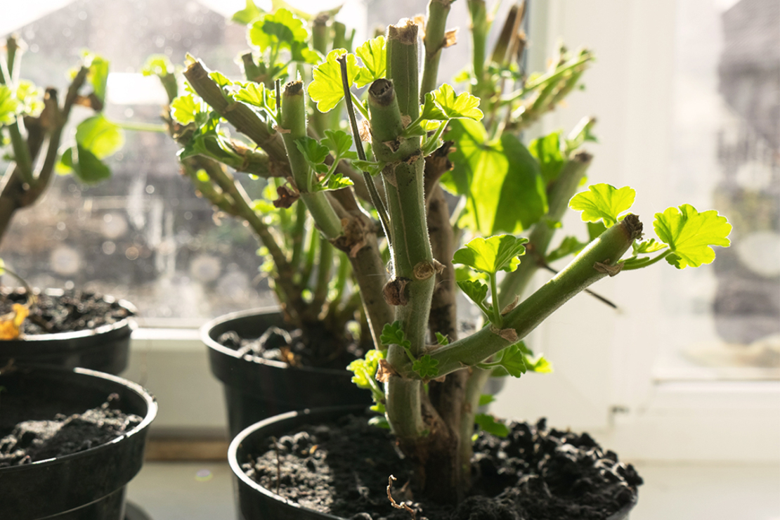 Geranien überwintern Mit diesen Methoden klappt’s GartenFlora