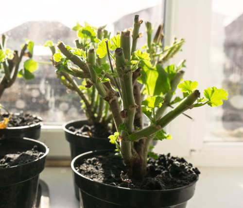 Geranien überwintern 3 Methoden für einen Erfolg GartenFlora