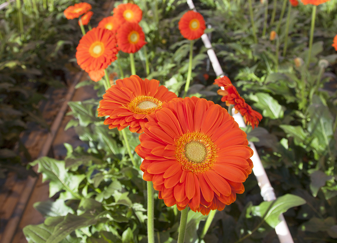 Gerbera beliebte Schnittblume und Topfpflanze GartenFlora