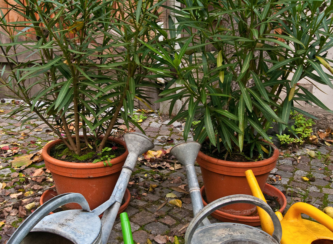 Oleander vor dem Einwintern Foto: AdobeStock_hufnasi