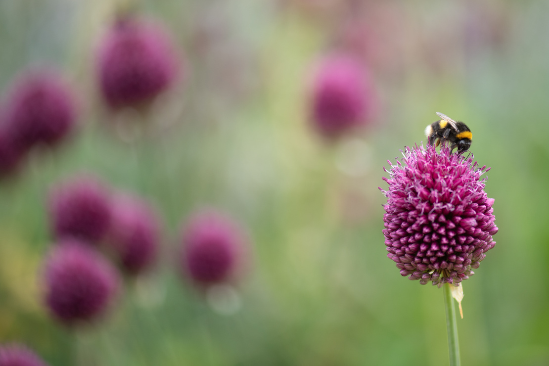 Hummel an einer Blüte des Kugelköpfigen Lauchs. Foto: AdobeStock_Mike