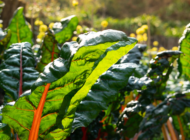Mangold anbauen ein Regenbogen im Gemüsebeet GartenFlora