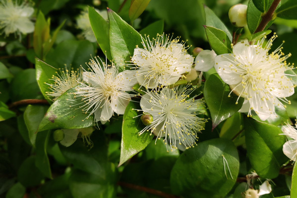 Myrte Mediterranes Flair für Haus und Garten GartenFlora