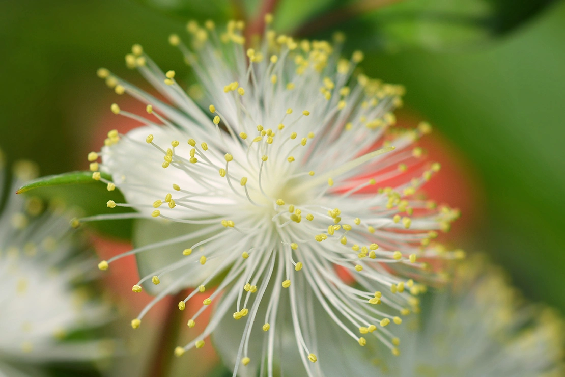 Blüte einer Myrte. Foto: AdobeStock_nahhan