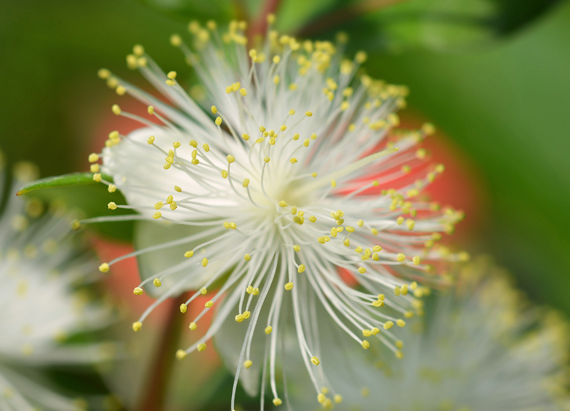 Myrte, Foto: AdobeStock_nahhan