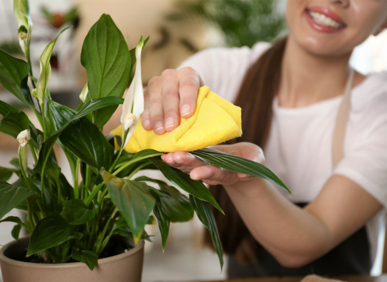 ZimmerpflanzenPflege im Winter 5 Tipps GartenFlora