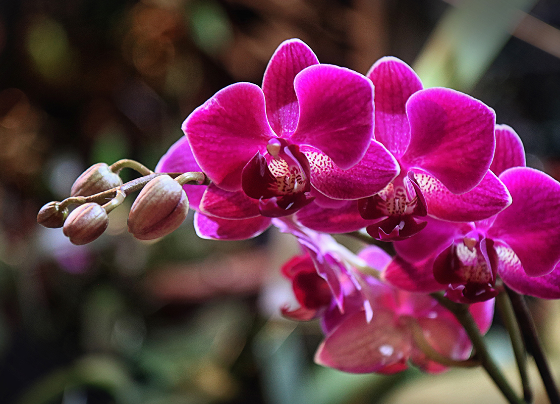 Foto Phalaenopsis: AdobeStock_acrogame