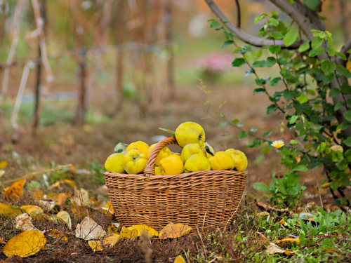 Quitten-Rezepte – kreative Leckereien zur Erntesaison | GartenFlora