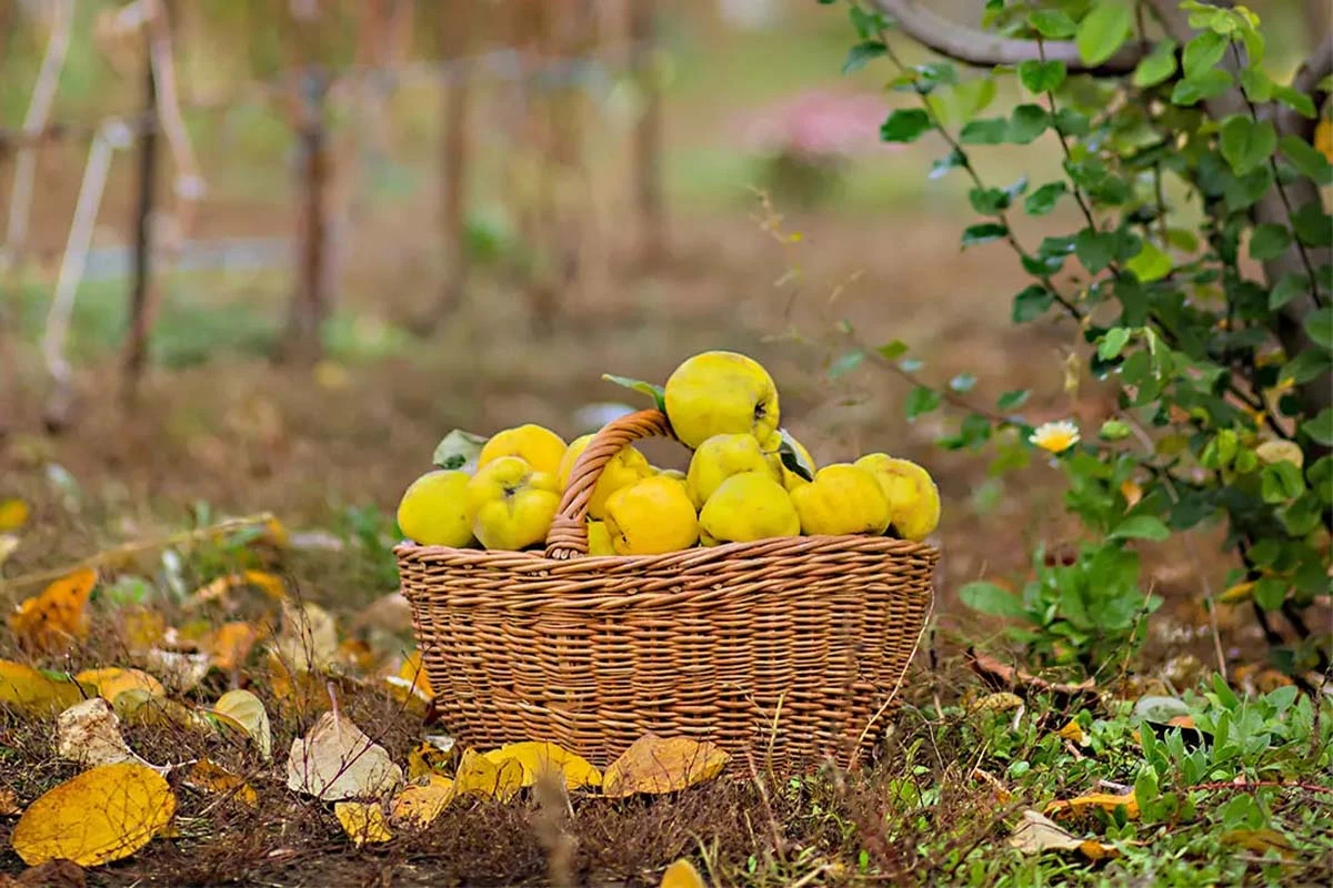 Quitten stehen in einem Korb auf dem Boden im Herbstgarten. [Foto: AdobeStock_Liubovyashkir]