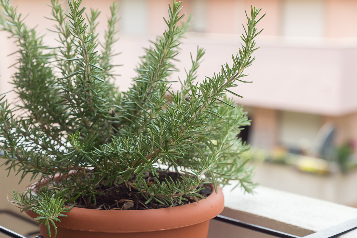 Rosmarin im Topf auf dem Balkon überwintern [Foto: AdobeStock_Marina]